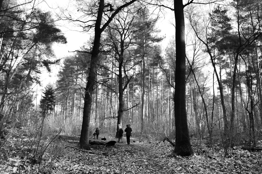 Walk in the woods by overalvandaan