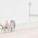 002 - Donkeys on the beach by bob65