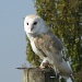 Barn Owl by loey5150