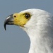 Bald Headed Eagle by loey5150
