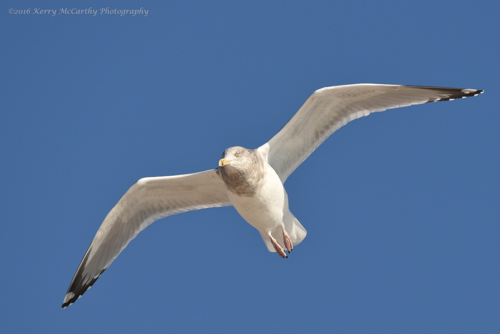 Flying gull by mccarth1