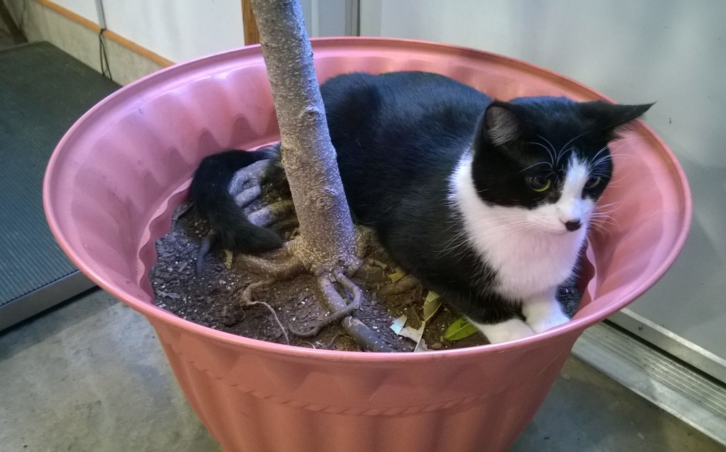 Cat In A Plant by scoobylou