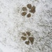 snow dog  by annymalla
