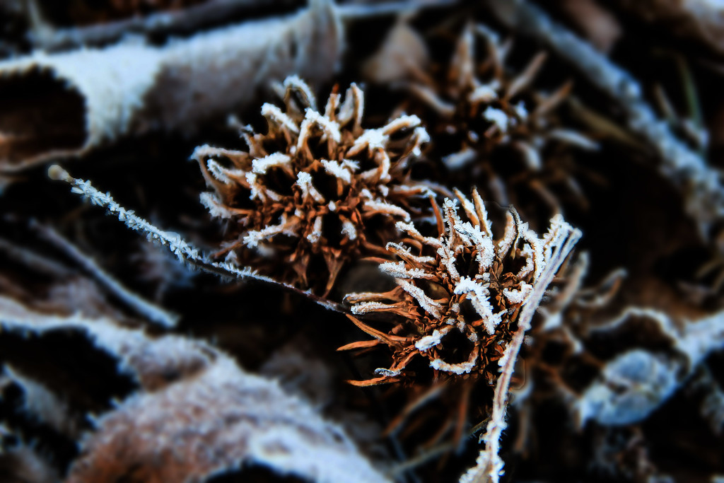 The Pricklies are Catching the Frost by milaniet