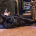 Relaxi-Cat by swchappell