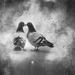Affectionate pigeons by jbritt