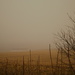 Foggy Day by francoise