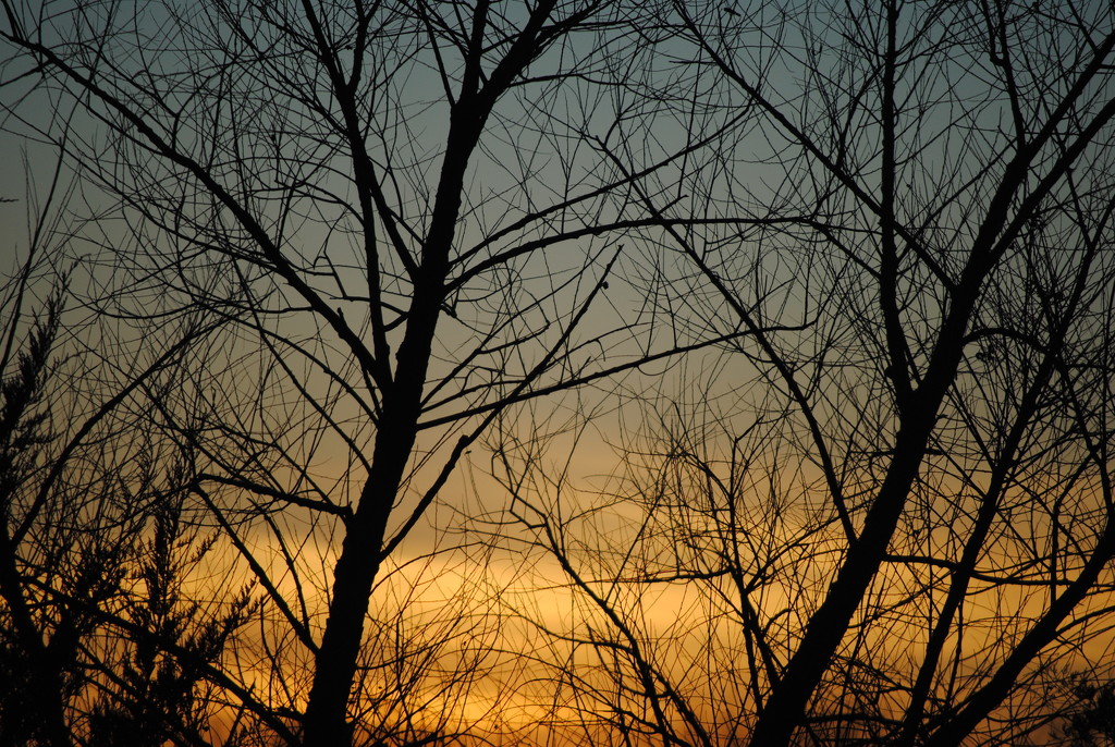 Bare Branches at Sunset by genealogygenie