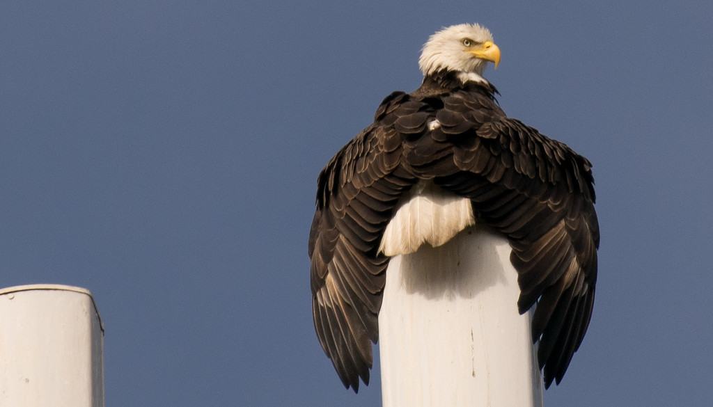 Bald Eagle- Spread Eagle! by rickster549