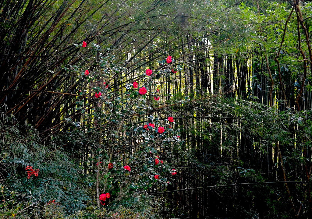 Camellias and bamboo forest, Magnolia Gardens, Charleston, SC by congaree