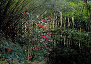 9th Jan 2016 - Camellias and bamboo forest, Magnolia Gardens, Charleston, SC