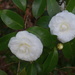 Camellias, Magnolia Gardens, Charleston, SC by congaree