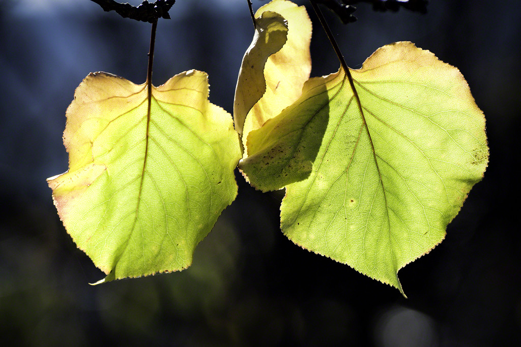 Apricot Leaves in the Sun by evalieutionspics