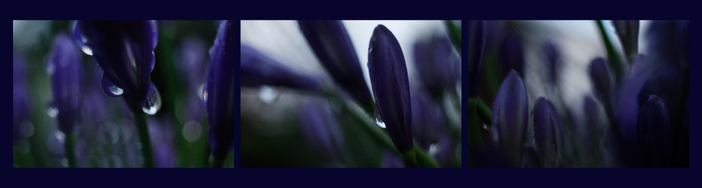 raindrops and blue by kali66