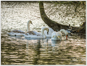 9th Jan 2016 - Swan Family