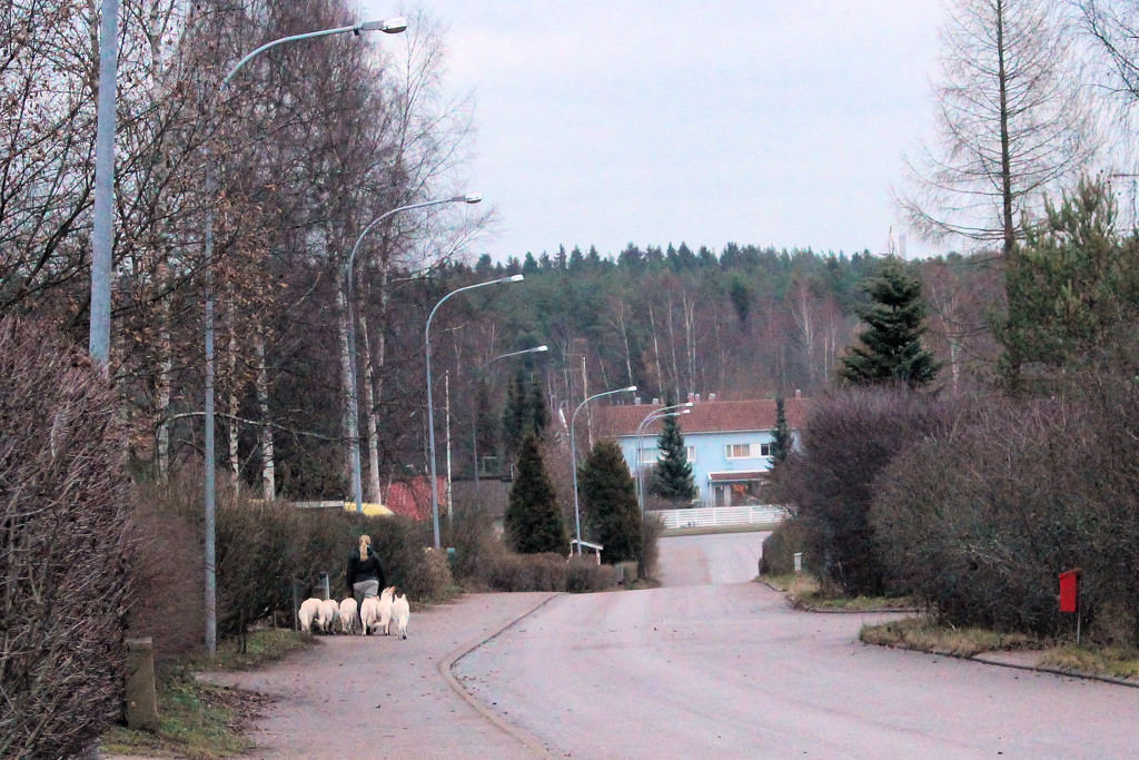 Dogs in Vantaa by annelis