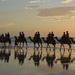 Camels At Sunset_DSC0102 by merrelyn