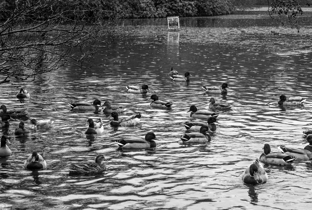 Lots of ducks by frequentframes