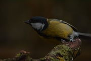 9th Jan 2016 - Great Tit about to fly