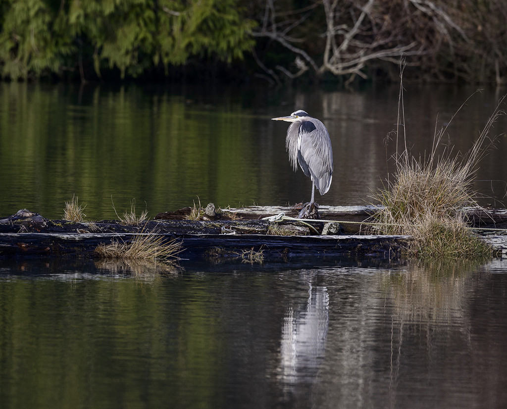 Blue Heron On a Log by jgpittenger