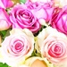 Roses roses.  by cocobella