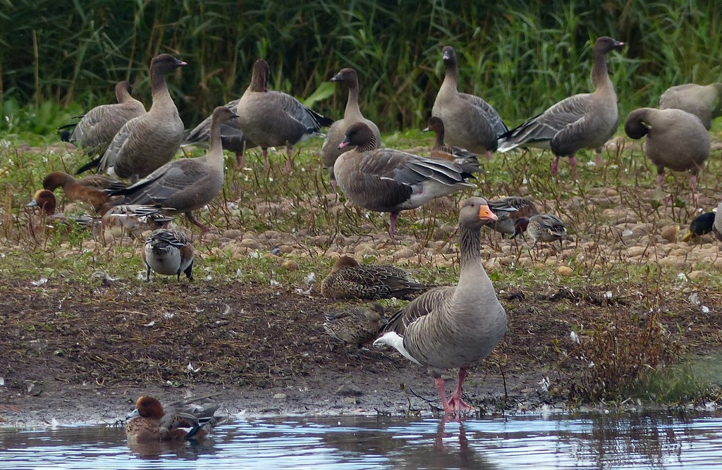  Pink Footed Geese (being photobombed by a Greylag) by susiemc