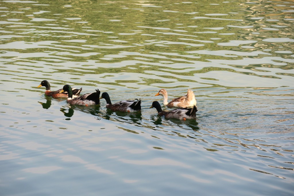 Five little ducks went out to play by amrita21