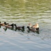 Five little ducks went out to play by amrita21