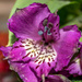 Alstroemeria Flower 9/366 by rjb71