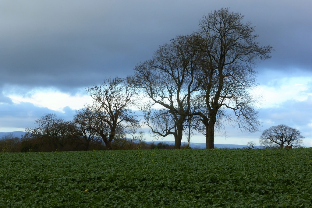 Across the fields in Tarporley by helenhall