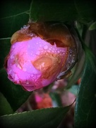 5th Jan 2016 - Camellias in the rain!