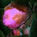 Camellias in the rain! by homeschoolmom