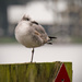 One Legged/Pegleg Seagull! by rickster549