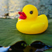Toy Duck by fotoblah
