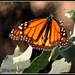 Majestic Monarch by soylentgreenpics