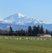 9th Jan 2016 - ~Mt. Baker and some Swans~