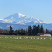 ~Mt. Baker and some Swans~ by crowfan