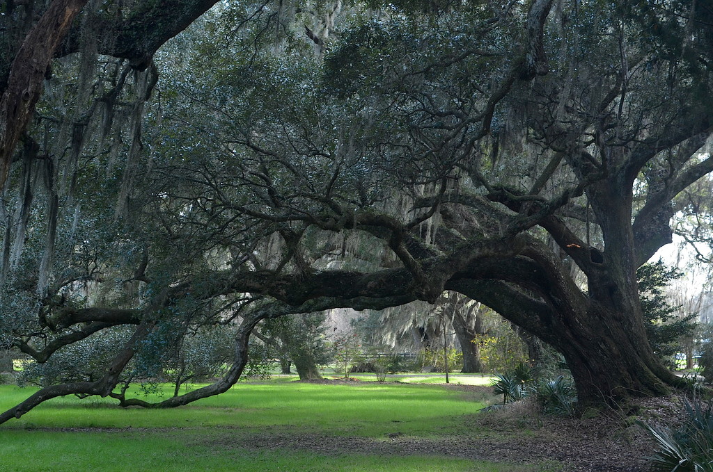 Live oak, Magnolia Gardens, Charleston, SC by congaree