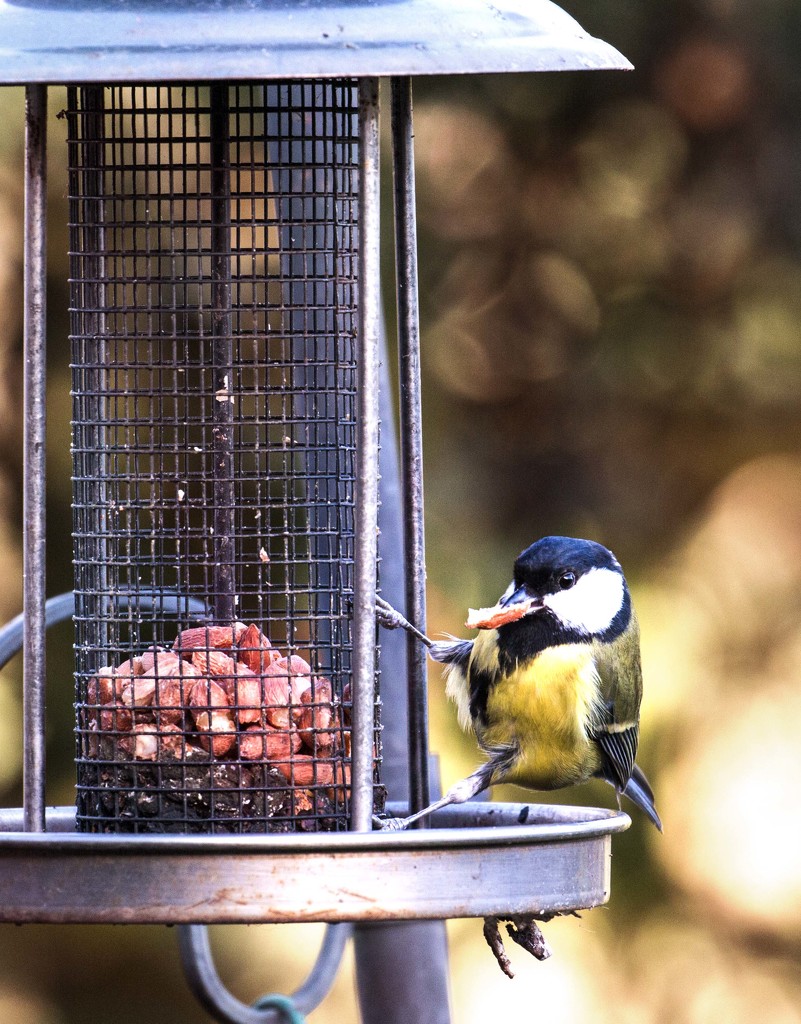 Great Tit on the feeder by shepherdmanswife