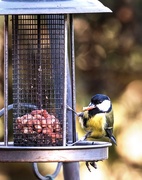 9th Jan 2016 - Great Tit on the feeder