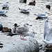 Seagull and duck by elisasaeter