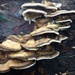 Fungus by bulldog
