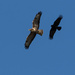 Buzzard vs Crow by leonbuys83