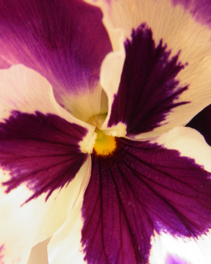 Pansy by daisymiller