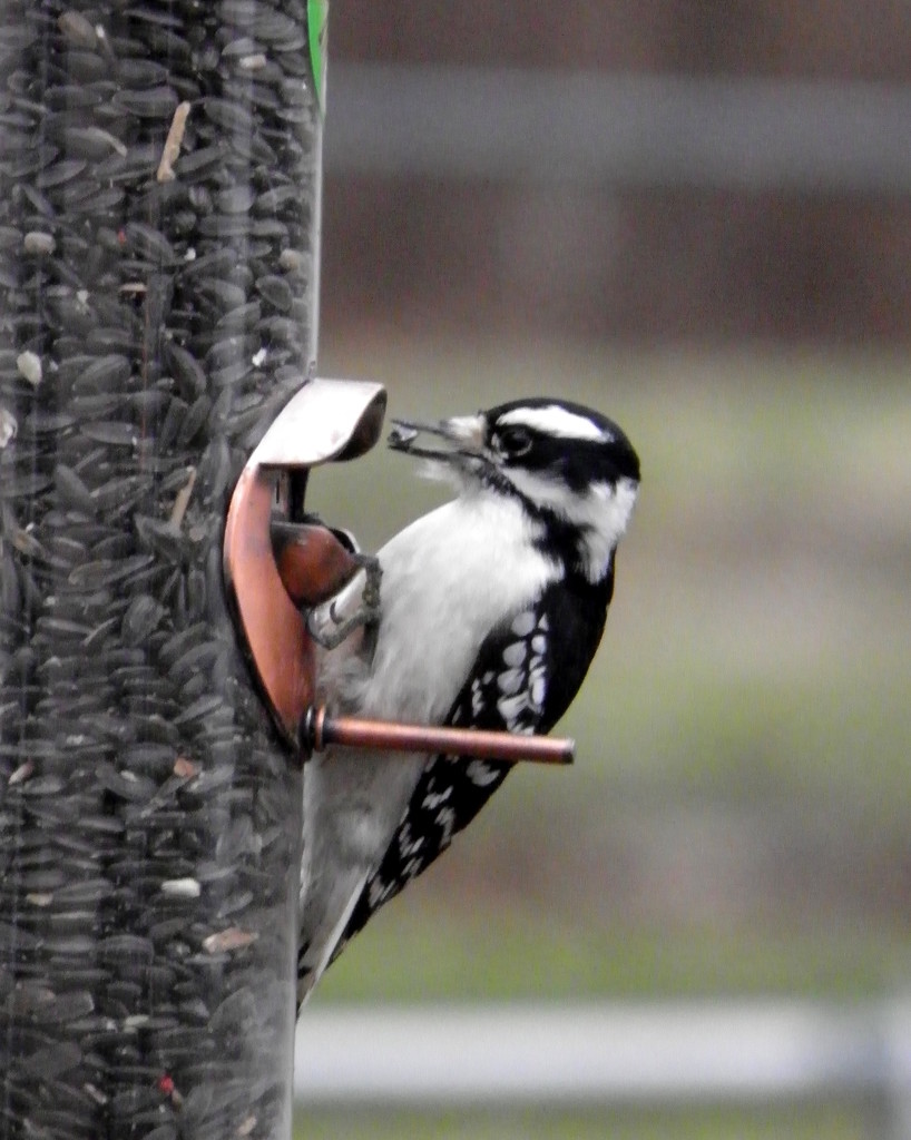 Woodpecker by daisymiller