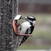 Woodpecker by daisymiller