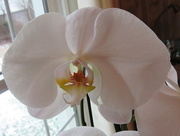 9th Jan 2016 - Orchid