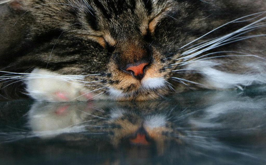 Cat Nap  by bokehdot