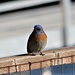 A Western Blue Bird by markandlinda