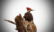 10th Jan 2016 - Pileated Woodpecker